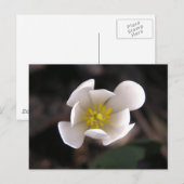 Carte Postale Fleur blanche (Devant / Derrière)