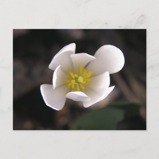 Carte Postale Fleur blanche (Devant)