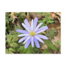 Fleur blanche bleu ciel