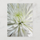 Carte Postale Fleur blanche Chrysanthemum Fleur Fleurs Photo (Devant)