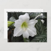 Carte Postale Fleur blanche Daylily (Devant / Derrière)