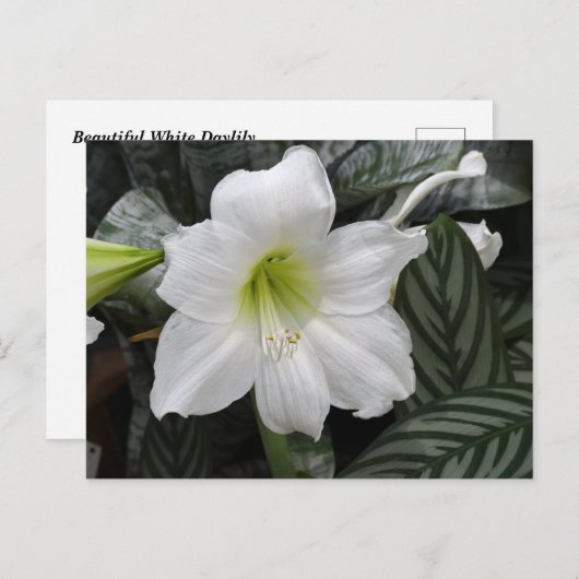 Carte Postale Fleur blanche Daylily (Devant / Derrière)