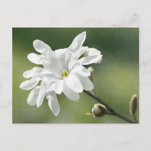 Carte Postale Fleur blanche de Magnolia (Devant)