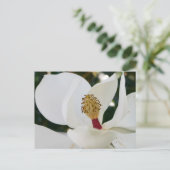 Carte Postale Fleur blanche de magnolia du sud fleurit de près (Debout devant)