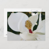 Carte Postale Fleur blanche de magnolia du sud fleurit de près (Devant / Derrière)