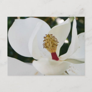 Carte Postale Fleur blanche de magnolia du sud fleurit de près