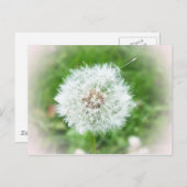 Carte Postale fleur blanche délicate (Devant / Derrière)