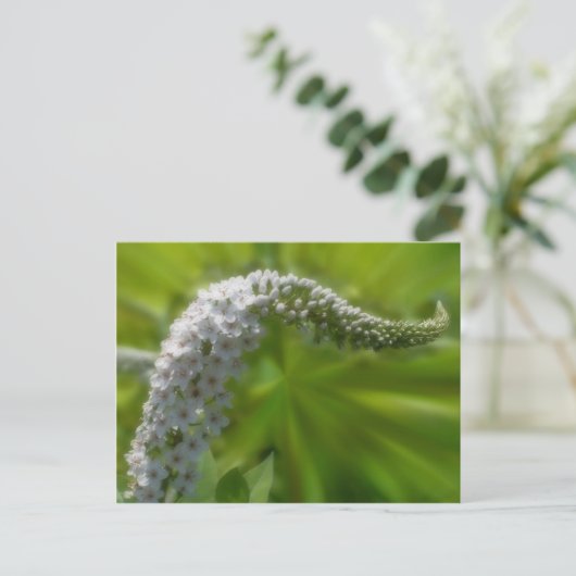 Carte Postale Fleur blanche douce (Debout devant)