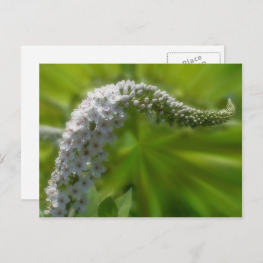 Carte Postale Fleur blanche douce (Devant / Derrière)