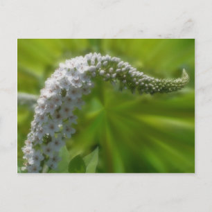 Carte Postale Fleur blanche douce