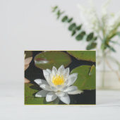 Carte postale Fleur blanche et jaune (Debout devant)