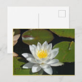 Carte postale Fleur blanche et jaune (Devant / Derrière)