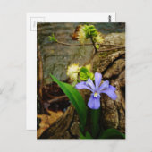 Carte Postale Fleur blanche pourpre bleu Iris (Devant / Derrière)