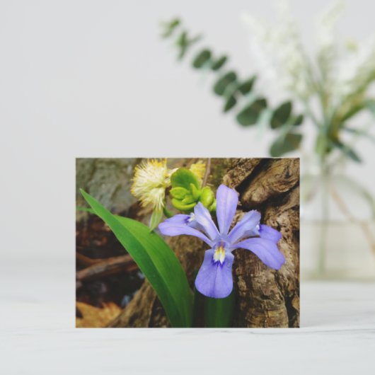 Carte Postale Fleur blanche pourpre bleu Iris (Debout devant)