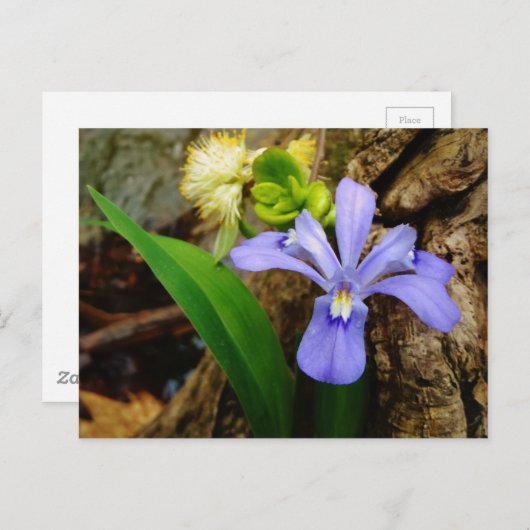 Carte Postale Fleur blanche pourpre bleu Iris (Devant / Derrière)