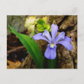 Carte Postale Fleur blanche pourpre bleu Iris (Devant)