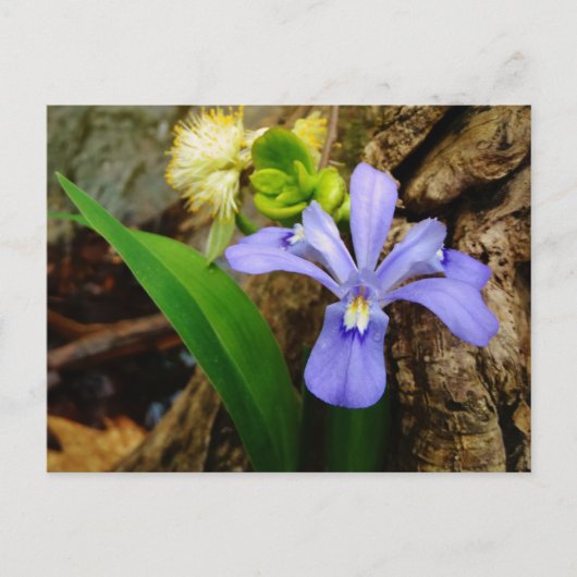 Carte Postale Fleur blanche pourpre bleu Iris (Devant)