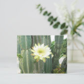 Carte Postale Fleur Blanche Sur Cactus (Debout devant)