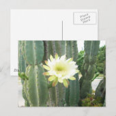 Carte Postale Fleur Blanche Sur Cactus (Devant / Derrière)