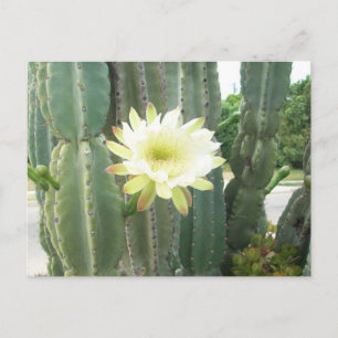 Carte Postale Fleur Blanche Sur Cactus