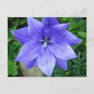 Carte Postale Fleur bleue