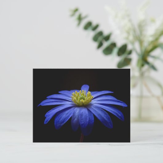 Carte Postale Fleur bleue (Debout devant)
