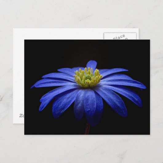 Carte Postale Fleur bleue (Devant / Derrière)