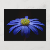 Carte Postale Fleur bleue (Devant)