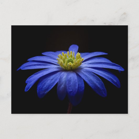 Carte Postale Fleur bleue (Devant)