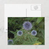 Carte Postale fleur bleue (Devant / Derrière)