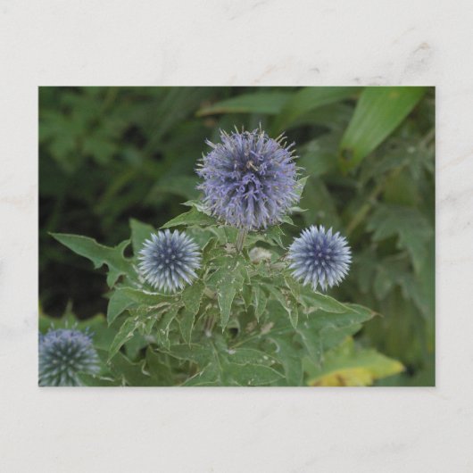 Carte Postale fleur bleue (Devant)