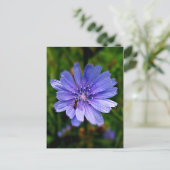 Carte postale Fleur bleue (Debout devant)