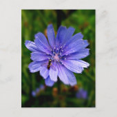 Carte postale Fleur bleue (Devant)
