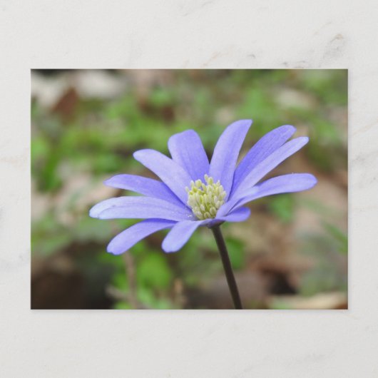 Carte Postale Fleur bleue (Devant)