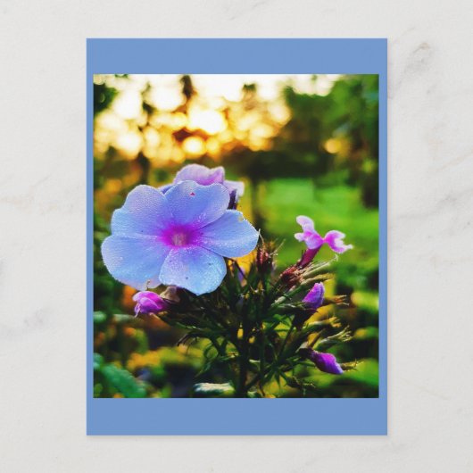 Carte Postale Fleur bleue (Devant)