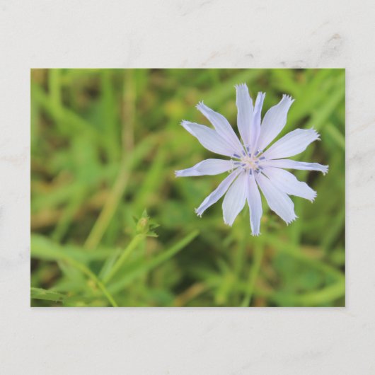 Carte Postale Fleur bleue #3 (Devant)