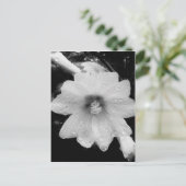 Carte Postale Fleur BW avec gouttes de pluie (Debout devant)