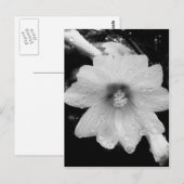Carte Postale Fleur BW avec gouttes de pluie (Devant / Derrière)