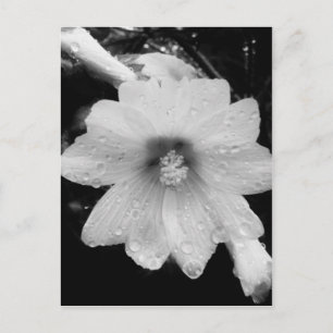 Carte Postale Fleur BW avec gouttes de pluie