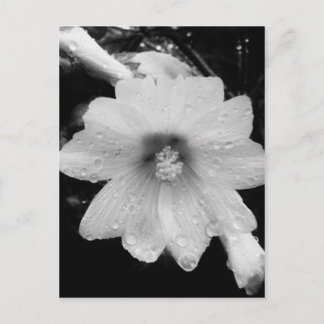 Carte Postale Fleur BW avec gouttes de pluie