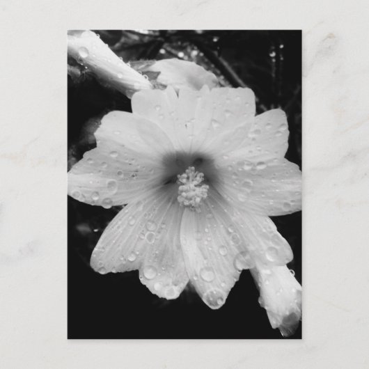 Carte Postale Fleur BW avec gouttes de pluie (Devant)