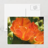 Carte postale Fleur Cactus (Devant / Derrière)