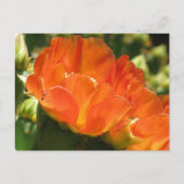 Carte postale Fleur Cactus (Devant)