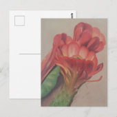 Carte postale Fleur Cactus (Devant / Derrière)