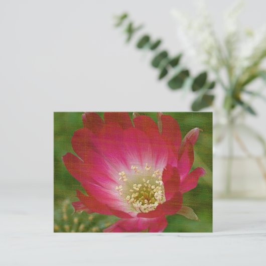 Carte Postale Fleur Cactus (Debout devant)
