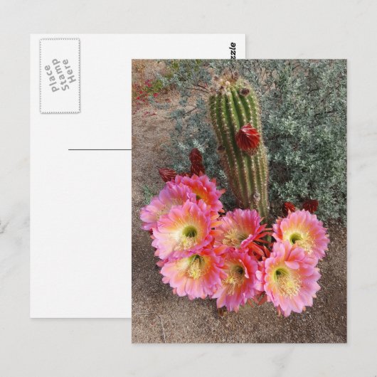 Carte postale Fleur Cactus (Devant / Derrière)