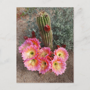 Carte postale Fleur Cactus