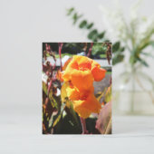 Carte Postale Fleur Canna Lily (Debout devant)