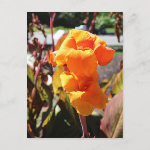 Carte Postale Fleur Canna Lily
