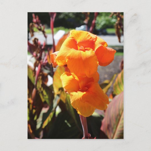 Carte Postale Fleur Canna Lily (Devant)